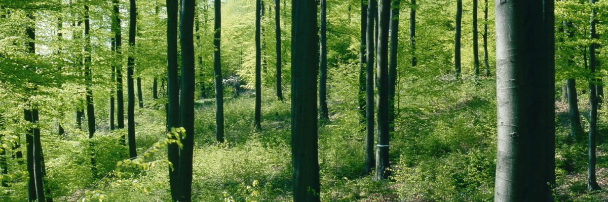 Wald_Umwelt_007_hi Wald_Umwelt_007_hi